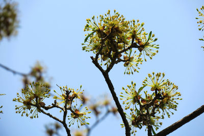 Low angle view of flowering plant against sky