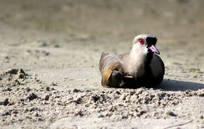 View of a bird on sand