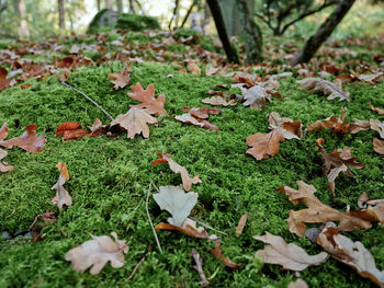 Close-up of autumn leaves fallen on grass