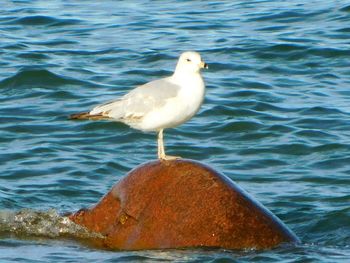 Close-up of seagull perching on sea