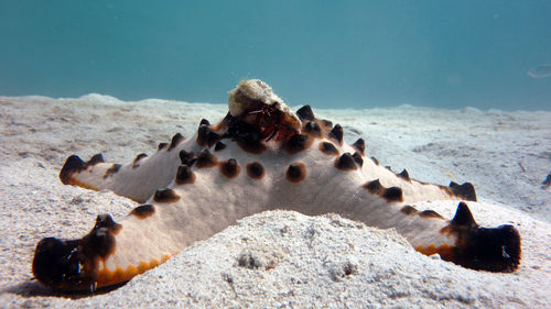 Crab on top of a starfish