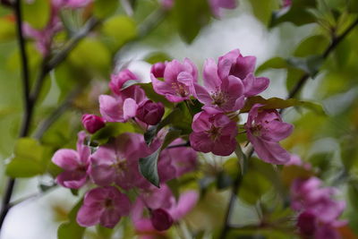 Close-up of pink flowers blooming outdoors