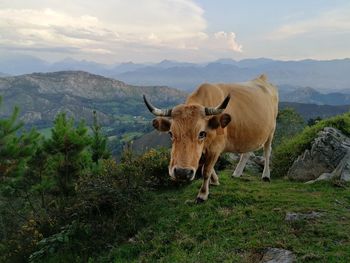 Cow standing in a field