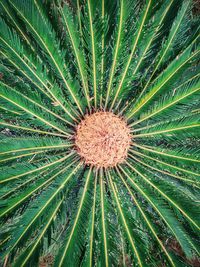 Full frame shot of palm leaf on field
