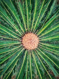 Full frame shot of palm leaf on field