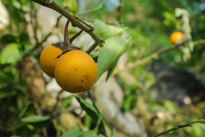 Close-up of fruit on plant