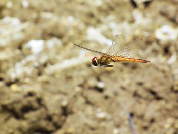 Close-up of insect