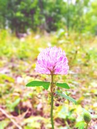 Close-up of pink flowering plant on field
