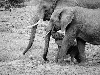 Side view of elephants with calf on field