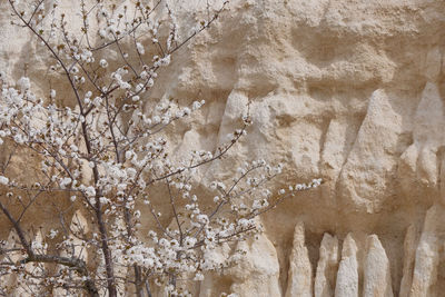 Full frame shot of weathered wall