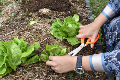 Midsection of person holding leaf