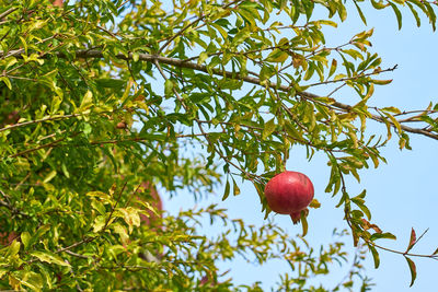 Low angle view of apple on tree