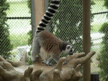 Cat in cage at zoo