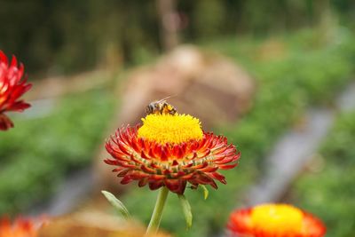 Close-up of insect on orange flower