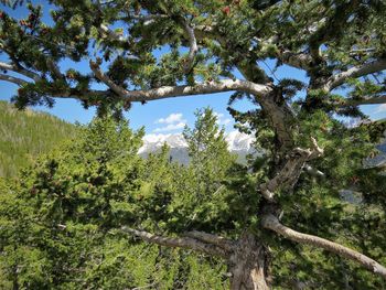 Low angle view of trees against sky