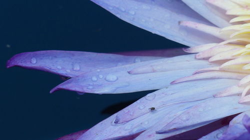 Close-up of wet flower against black background