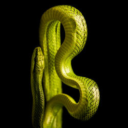 Close-up of snake against black background