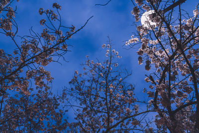 Low angle view of cherry blossoms against blue sky