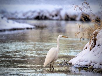 View of egret in a river during winter