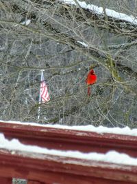 Close-up of bird perching on snow