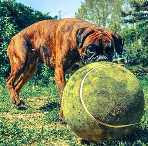 Close-up of dog with ball on grass