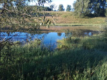 Scenic view of lake in forest