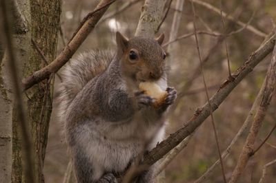 Close-up of squirrel on tree trunk