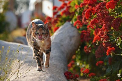 Portrait of cat walking on wall by red flowers