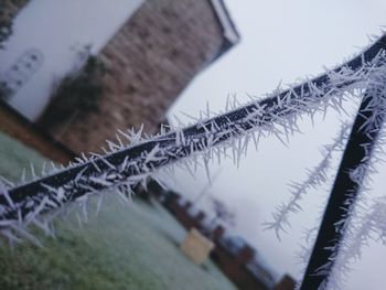 Low angle view of tree against sky in winter