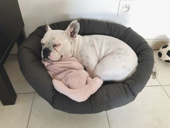 High angle view of dog sleeping on floor at home