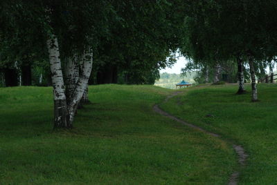 Trees on field