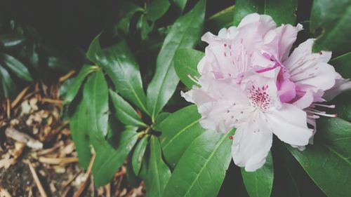 Close-up of pink flowers