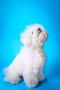 Close-up of white dog against blue background