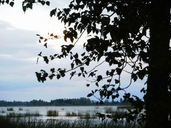 Silhouette birds flying over trees against sky