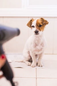 Portrait of puppy on floor