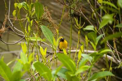 Golden weaver perching on grass stem in paddy field. ploceus hypoxanthus bird in tropical forest