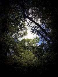 Low angle view of trees in forest against sky
