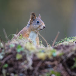 Close-up of squirrel on rock