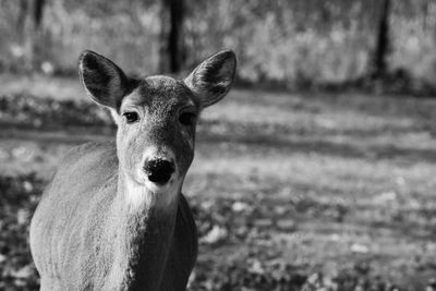 Portrait of deer