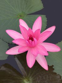 Close-up of pink flowers