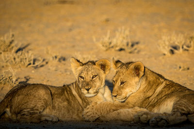 Close-up of lion cubs relaxing on sand