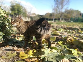 View of a cat on field