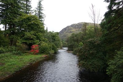 River flowing amidst trees in forest against sky