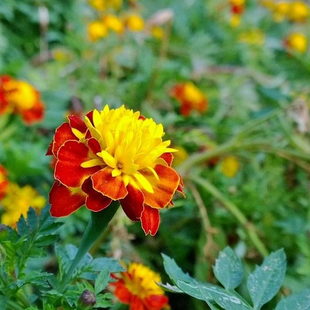 flower, petal, freshness, fragility, flower head, growth, beauty in nature, blooming, focus on foreground, yellow, plant, close-up, nature, orange color, in bloom, blossom, park - man made space, red, outdoors, day