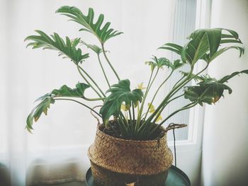 Close-up of potted plant against window at home