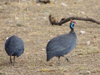 Guinea fowls on field