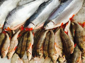 Full frame shot of fishes for sale in market