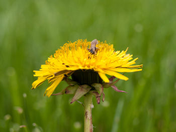 Close-up of bee on yellow flower