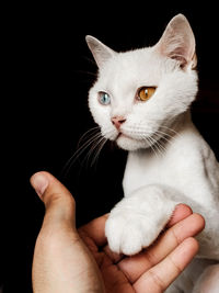Close-up of hand holding cat against black background