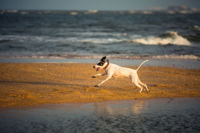 Side view of a dog running on beach